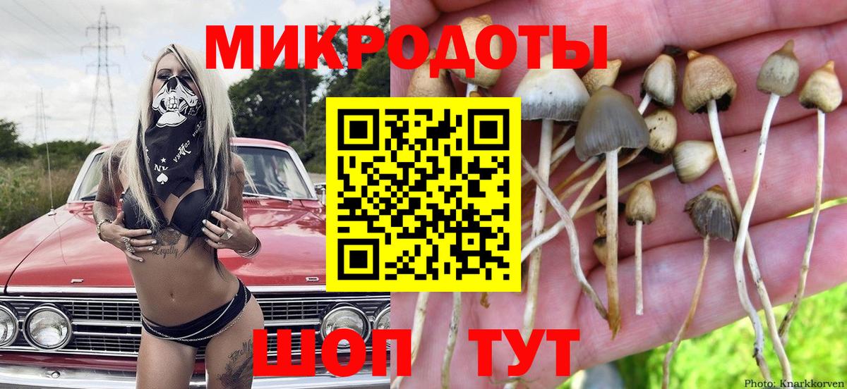 Псилоцибиновые грибы Psilocybine cubensis Абинск
